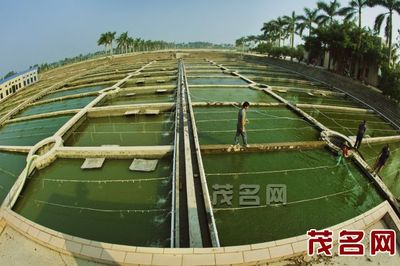 蘇門答臘虎魚是真是假(蘇門答臘虎魚百科)