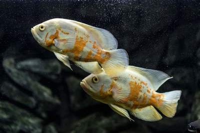 龍魚的最佳水溫