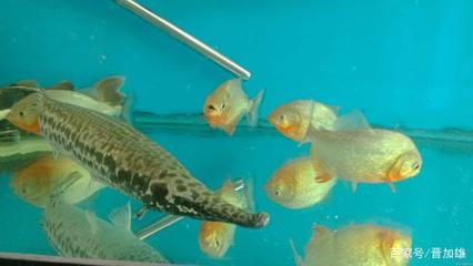 七彩過背金龍魚價(jià)格多少一條（七彩藍(lán)底過背金龍魚圖片）