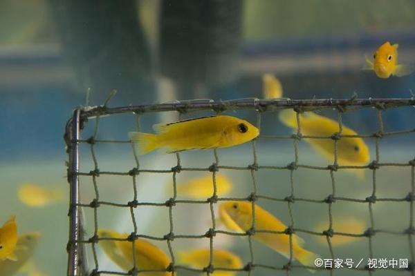 魚缸濾材使用方法圖解(魚缸濾材使用方法圖解大全) 魟魚百科 第2張 魚缸濾材使用方法圖解(魚缸濾材使用方法圖解大全) 魚缸濾材使用方法圖解(魚缸濾材使用方法圖解大全) 魟魚百科 第2張