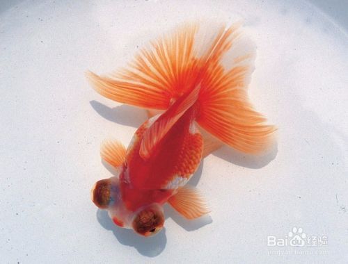 過背金龍魚和b過背:如何選金龍魚活體