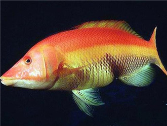 15公分虎魚喂什么：15公分的虎魚喂什么 15公分虎魚喂什么：15公分的虎魚喂什么 虎魚百科 第1張