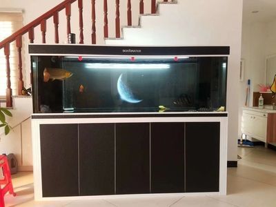 養兩條虎魚會打架嗎：兩條虎魚在某些條件下會發生爭斗，養兩條虎魚會打架嗎