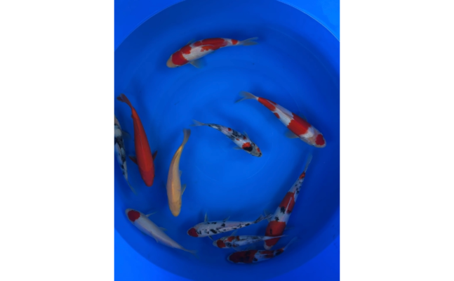 魚缸為什么要除藻水藻有害嗎?(魚缸不除藻會咋樣)