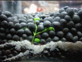 魚缸為什么要除藻水藻有害嗎?(魚缸不除藻會咋樣)