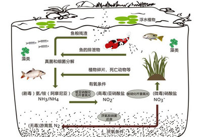 室外生態魚缸(戶外生態缸養魚)