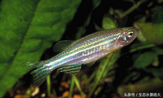 魚缸過濾增氧一體機怎么安裝(魚缸氧氣過濾器怎么安裝)