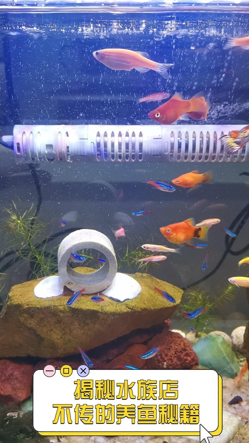 新民水族店，新民市小乖乖生態(tài)水族店 新民水族店，新民市小乖乖生態(tài)水族店 全國水族館企業(yè)名錄 第6張