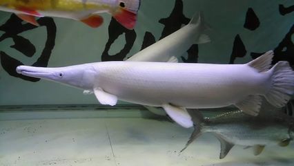 龍魚得了腸炎怎么治療
