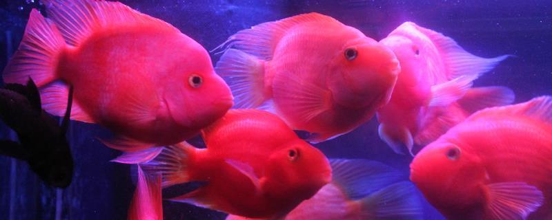 b過背金龍魚圖片高清（金龍魚b過和過背效果圖）