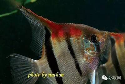 大魚缸多長時間換水：大魚缸換水的時間間隔并不是固定不變的而是需要根據(jù)多種因素來決定