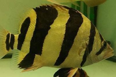 紅龍魚混養(yǎng)什么魚好看：關(guān)于紅龍魚混養(yǎng)的建議