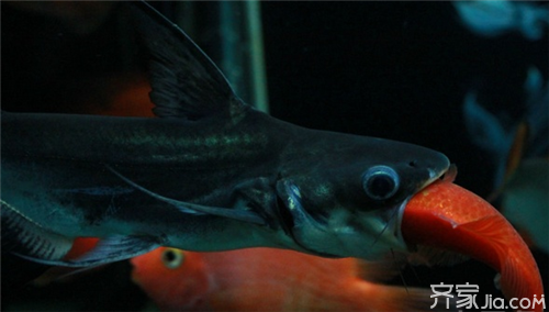 魟魚一定養一對嗎：魟魚一定要養一對嗎[需手動填充]魚是否一定要養一對，答案并不是絕對的 魟魚一定養一對嗎：魟魚一定要養一對嗎[需手動填充]魚是否一定要養一對，答案并不是絕對的 魟魚百科 第2張