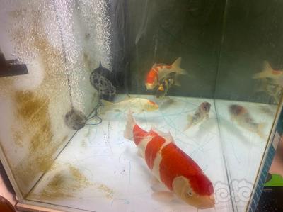 龍魚缺氧了最快怎么急救