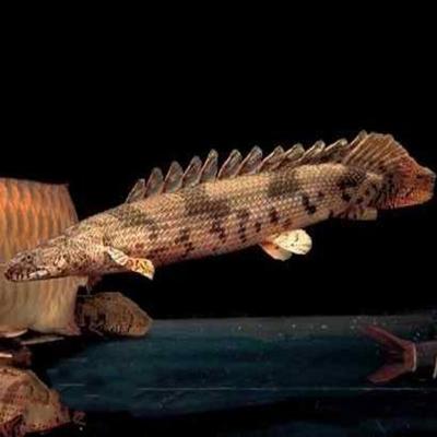 觀賞紅龍魚的說說句子：紅龍魚飼養技巧分享