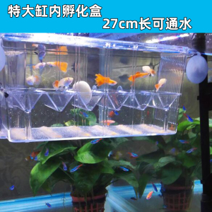 紅龍魚(yú)多久能完全變紅