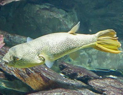 印度尼西亞海魚品種(印度尼西亞海魚品種大全)