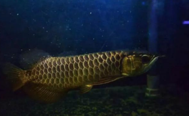 紅龍魚怎樣分辨公母