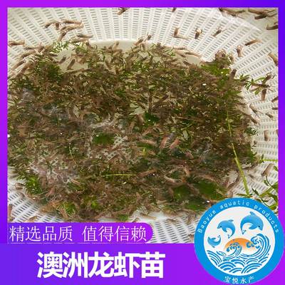 1.2米魚缸放多少鹽為宜 1.2米魚缸放多少鹽為宜 魚缸百科 第1張