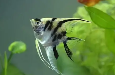 棗莊二手魚缸市場在哪里呀多少錢一臺(棗莊二手舊貨市場)