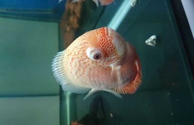 龍魚有營養嗎能吃嗎vs祥龍魚場：龍魚的營養價值和食用安全性， 龍魚有營養嗎能吃嗎vs祥龍魚場：龍魚的營養價值和食用安全性， vs祥龍魚場 第1張