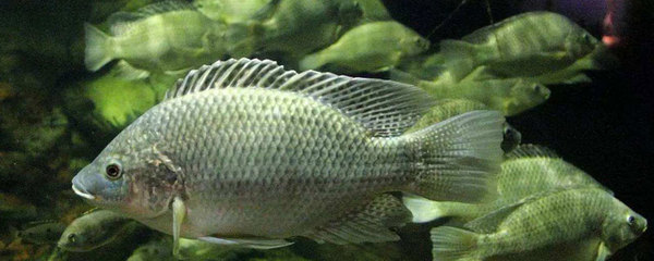 超白玻璃魚缸和浮法玻璃魚缸哪個好：超白玻璃魚缸和浮法玻璃魚缸各有優缺點