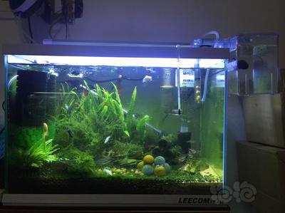 金龍魚和紅龍魚哪個(gè)更昂貴些：紅龍魚與金龍魚的區(qū)別