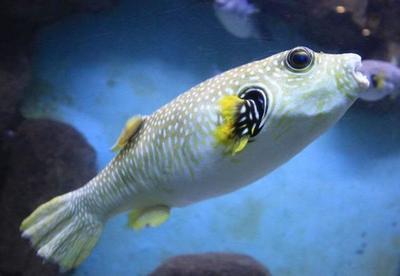 龍魚撞缸怎樣處理干凈呢vs祥龍魚場：龍魚撞缸后的處理方法