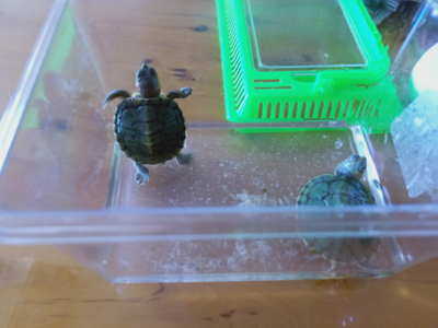 森森鄭少秋 森森魚缸 第1張 森森鄭少秋 森森鄭少秋 森森魚缸 第1張