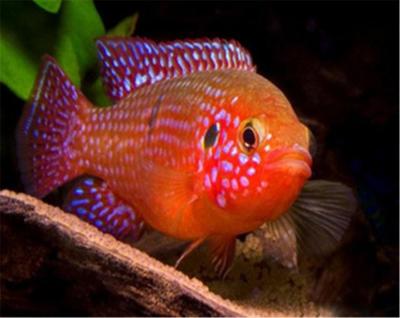 銀龍魚(yú)鱗片掉了會(huì)長(zhǎng)出來(lái)嗎(銀龍魚(yú)的魚(yú)鱗掉了還能不能長(zhǎng)出來(lái)) 銀龍魚(yú)鱗片掉了會(huì)長(zhǎng)出來(lái)嗎(銀龍魚(yú)的魚(yú)鱗掉了還能不能長(zhǎng)出來(lái)) 銀龍魚(yú)百科 第1張