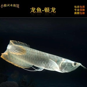 養(yǎng)銀龍魚(yú)可以放鹽嗎?(養(yǎng)銀龍魚(yú)要放鹽嗎)