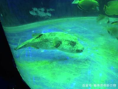 森森魚缸380改造：森森魚缸380常見改造方法 森森魚缸380改造：森森魚缸380常見改造方法 森森魚缸 第2張