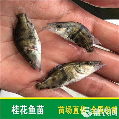 豬鼻龜適合在什么地方養(yǎng)活呢(豬鼻龜適合在什么地方養(yǎng)活呢圖片)