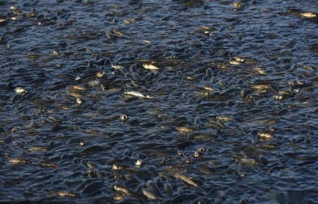 觀賞魚(yú)金龍魚(yú)可以和什么魚(yú)混養(yǎng)呢