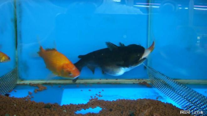 觀賞魚(yú)金龍魚(yú)可以和什么魚(yú)混養(yǎng)呢