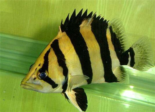 養(yǎng)虎魚的最佳水溫是多少度：養(yǎng)虎魚的最佳水溫是在24至28攝氏度之間，不僅能讓虎魚健康生長