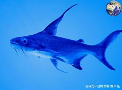 龍魚掉尾怎么回事(龍魚掉尾怎么回事兒)