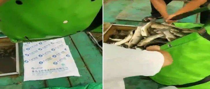 龍魚吃完就趴缸