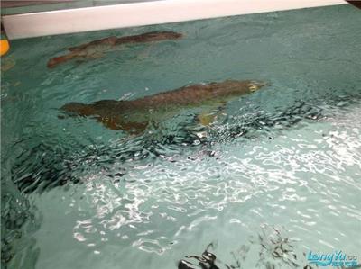 魚(yú)缸需要曬太陽(yáng)嗎（養(yǎng)魚(yú)的時(shí)候能不能把魚(yú)放到太陽(yáng)下曬啊）