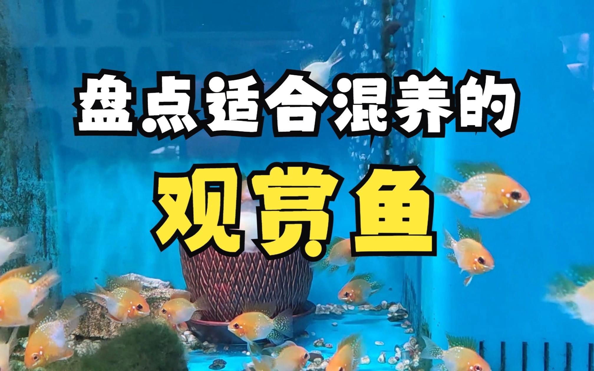有哪些魚適合混養(yǎng)？，盤點(diǎn)那些適合混養(yǎng)的觀賞魚嗶哩嗶哩 有哪些魚適合混養(yǎng)？，盤點(diǎn)那些適合混養(yǎng)的觀賞魚嗶哩嗶哩 龍魚百科 第2張