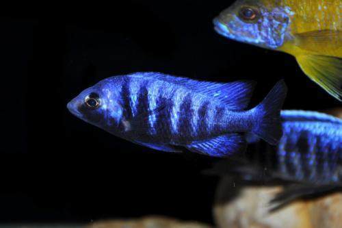 創(chuàng)寧和酷魚潛水泵哪個(gè)好(創(chuàng)寧水泵閑魚這么便宜)