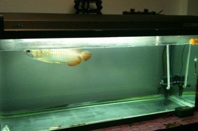 博特魚缸是哪里生產的品牌(博特魚缸是哪里生產的品牌啊)