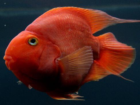 虎魚養(yǎng)多大的合適：虎魚飼養(yǎng)環(huán)境介紹