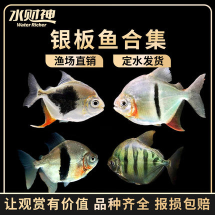 五噸不銹鋼地缸進度更新一下 五噸不銹鋼地缸進度更新一下 魟魚百科 第1張