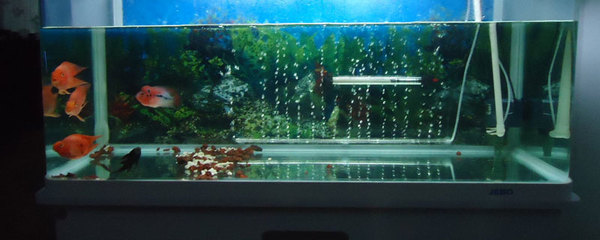 動森 魚缸：《動物森友會》中如何設置魚缸來飼養魚類