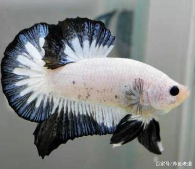 魚缸天龍地虎怎么擺放圖片(魚缸里的天龍地虎)
