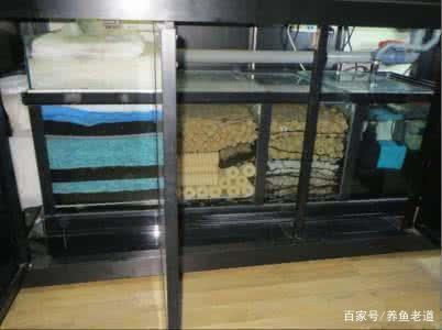 和龍魚虎魚混養(yǎng)的魚叫什么名字 和龍魚虎魚混養(yǎng)的魚叫什么名字 龍魚百科 第1張