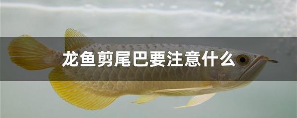 虎魚多久能長到20：虎魚從10厘米長到20厘米通常需要大約一年時間