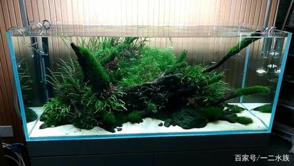 大型魚缸效果圖：大型魚缸效果圖應該體現出美觀性、功能性以及安全性