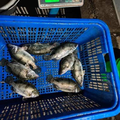 過背金龍魚發(fā)色過程圖片大全 （過背金龍魚發(fā)色過程圖片大全大圖）